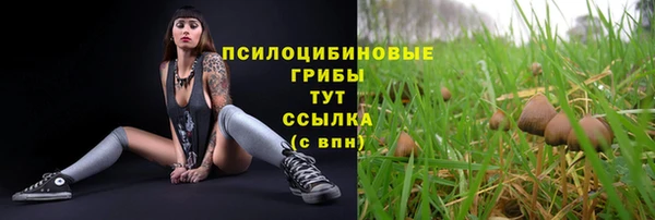 прущие грибы Каменск-Шахтинский